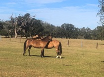 Zebie & Whiskey
