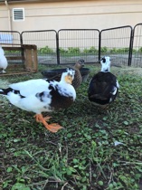 Thelma, Debbie and Howard
