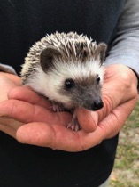 Heidi
